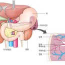 지라(비장(脾臟) [ spleen ] 이미지