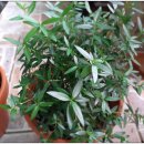 허브나무 이미지