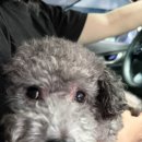 참살이빵 | 캠장님 또 보러 가고싶은 안성 애경동반 참살이 캠핑장