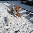 멍테소리 | 멍테소리 광주강아지유치원에 강아지 보낸 후기예요