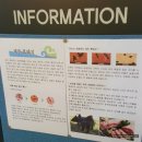 일성흑돼지촌