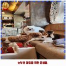 애견카페 134 이미지