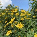 인천신월초등학교 이미지