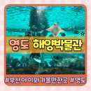 부산 비오는날 아이랑 가볼만한곳 영도 국립해양박물관(feat.주차,입장료,수족관,피딩쇼시간)