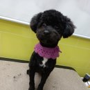 쭈펫살롱 이미지