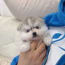 데일리독 의정부강아지분양 애견분양 이미지
