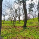 산마늘밥 이미지