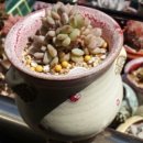 성영식당