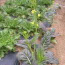 이용상 농장 이미지