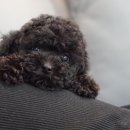 나눔펫 책임분양소 강아지분양 일산점 이미지