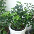 베리의왕 블랙커런트묘목 분양합니다. 이미지