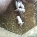 털보농장 이미지