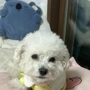 댄싱컵 거제장평점 이미지
