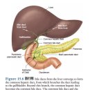 흡수된 음식물의 흡수와 enterohepatic circulation(장간 순환) 이미지