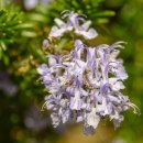 로즈마리 이미지