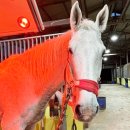 부산국제승마장 이미지