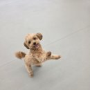 멍해피 애견유치원&호텔 이미지