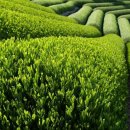 녹차랑 갈비랑 이미지