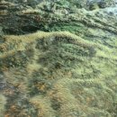 놀멍애견펜션 이미지