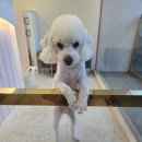 힐스 펫살롱 | 경기 광주 애견미용잘하는 힐스 펫살롱에서 편안한 관리받기