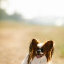 우아한강아지 이미지