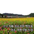 산소카페 청송정원 매표소 근처 | 경북 청송 당일여행 가볼 만한 곳 산소카페 청송정원 백일홍 축제 입장료 주차