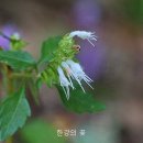 향유