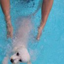 가평아름마루독채애견펜션 이미지