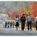 단풍나무 이미지