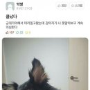 다 이미지