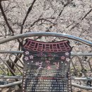 하동군청 뒷편 | 하동 십리벚꽃길 + 화개장터, 벚꽃 절정인 하동에 반해버림. 4월 여행지