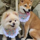 따숩개하우스 이미지