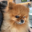 봉곡동물병원 이미지