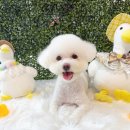 블링블링펫미용 이미지