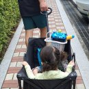 61호 어린이공원 네이버블로그