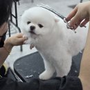 부암동A | 부산 부암동애견미용학원 국비지원 이외의 교육비 지원