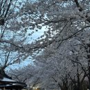 양산호수공원 | 광주 벚꽃 명소 양산호수공원 다녀왔어요! 물멍하며 즐기는 힐링 산책로