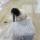 풍성이불집 이미지