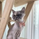 이쁘냥 고양이 미용실 익산점 이미지