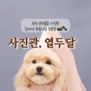 열두달펫 이미지