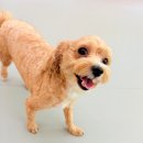 놀러오개 애견유치원 애견호텔 수원세류점 이미지