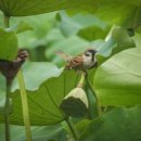 참새농장 이미지