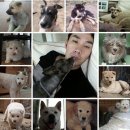 애견이야기 이미지