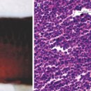 소드테일 (Xiphophorus hellerii)의 림프육종(lymphosarcoma) 이미지