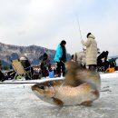평창송어축제 이미지