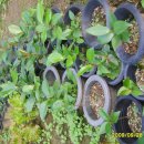 내 집의 분경 이미지