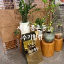 세종 종촌동 수기힐링, 20년 경력 관리사 만나고 허리 숨 트인 후기