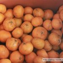 귤하우스 이미지