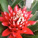 부천호수식물원 수피아 이미지