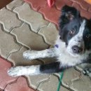 코코농장 2 이미지